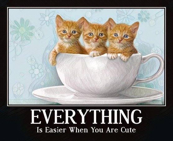 Cute-Kittens--MotivationalPoster-1280-800.jpg