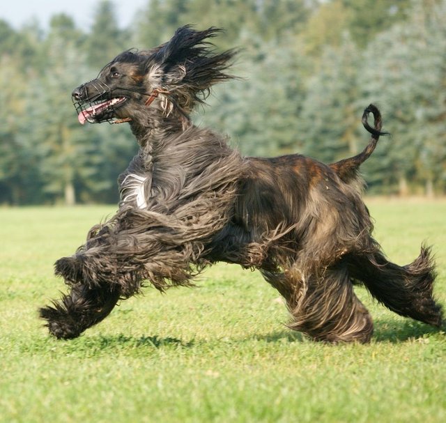 Running-Afghan-Hound.jpg