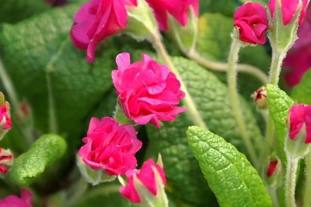 Primula_vulgaris_Lilian_Harvey_0zz.jpg