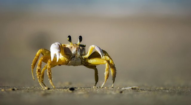 crab-1990198_1920.jpg