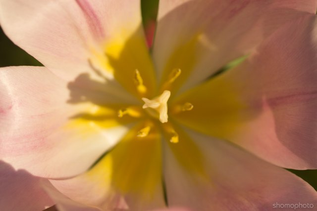 pink-tulips-macro-10.jpg