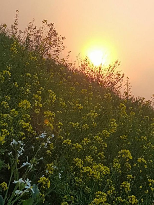 SUNSET IN MY VILLAGE.jpg