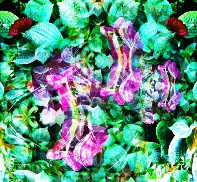 shiso-strange-blend-bright-art.jpg