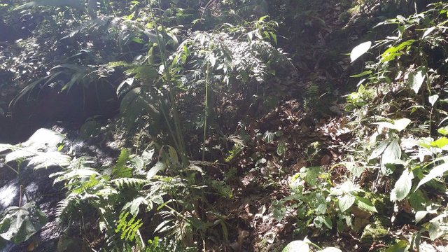 14 - Ray of sunlight shows our climb along a waterfall nature reserve.jpg