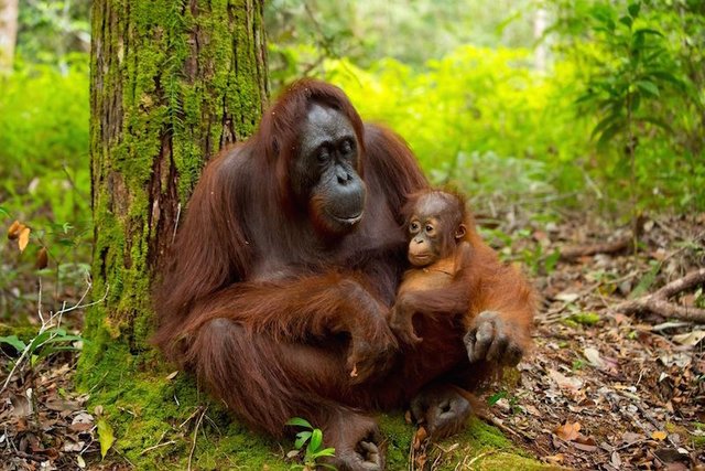 goa_7_animals_southeast_asia_orangutan.jpg