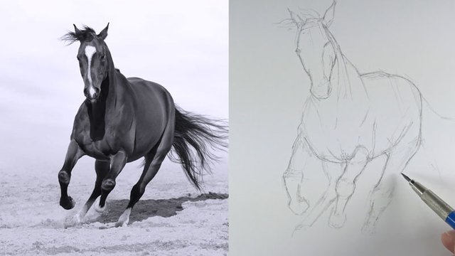 drawingthecontoursofthehorse.jpg