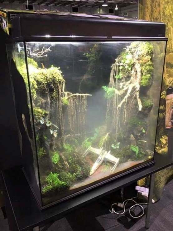 dagobah-terrarium_4AlN1CN.jpg