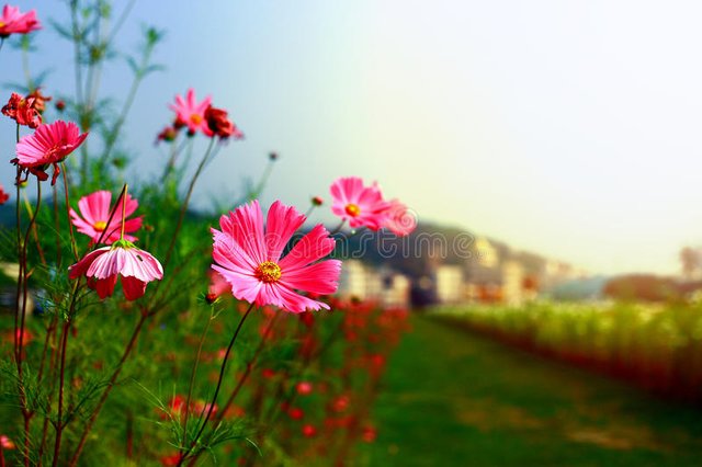 tarde-do-outono-por-do-sol-acompanhado-das-flores-vermelhas-floresce-na-vida-40493617.jpg