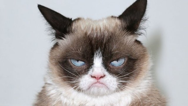 grumpycat_002-700x394.jpg