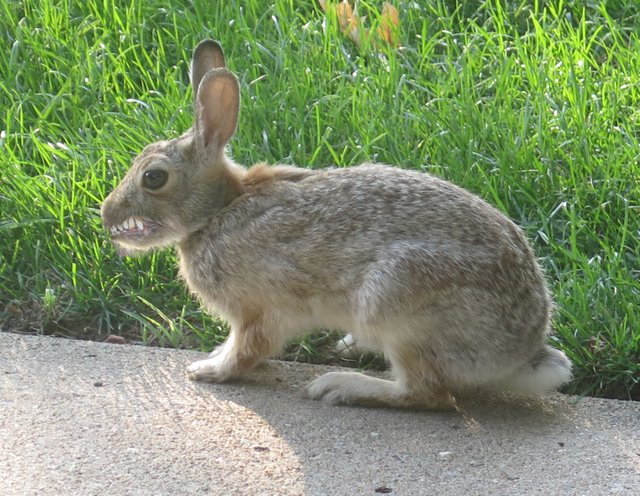 October Hare.jpg