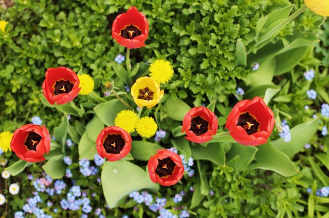 tulips-2157301_1920.jpg