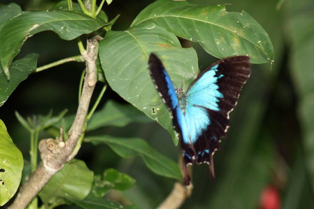 Papilio_ulysses_at_Kuranda_Butterfly_Sanctuary_released_into_public_domain_by_photographer_Wikipedia_user_Lepidlizard.jpg