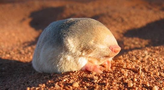 marsupial mole.jpg