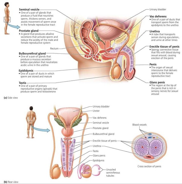 pathway-of-sperm-in-male-reproductive-system-pathway-of-sperm-in-male-reproductive-system-how-sperm-travels.jpg