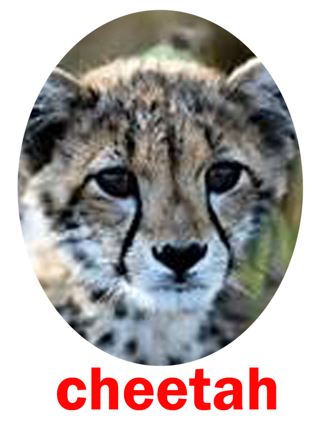 cheetah.png