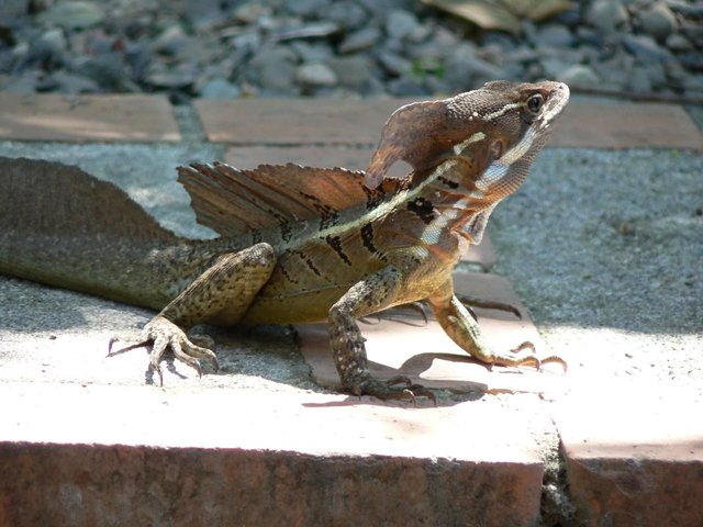 Common_basilisk_in_Costa_Rica.jpg