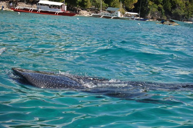 whale shark.JPG