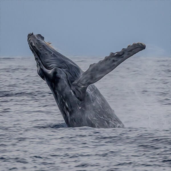 whale-1.jpg
