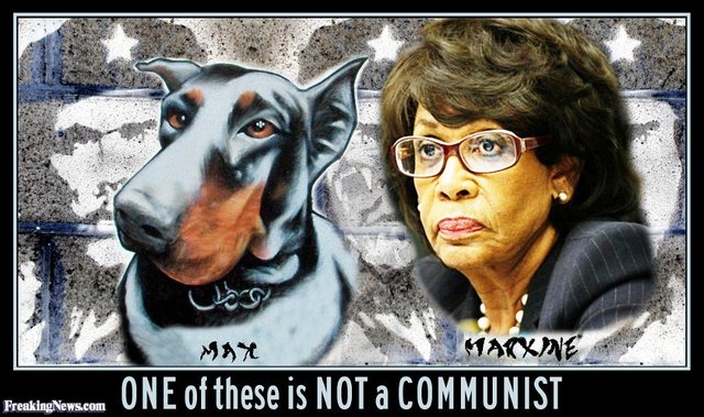 Maxine-Waters-or-a-Random-Internet-Dog-89846.jpeg