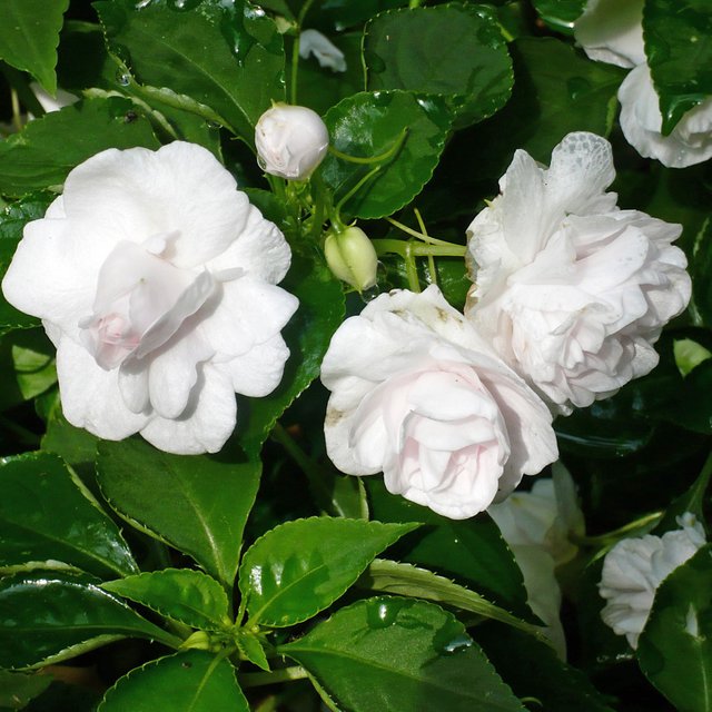 gardenia-jasminoides_.jpg