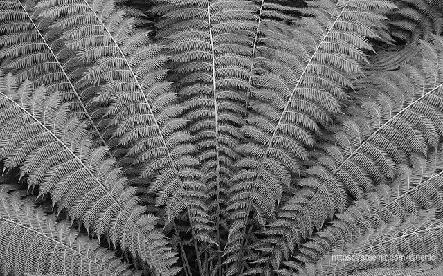 ferns-01-bw.jpg