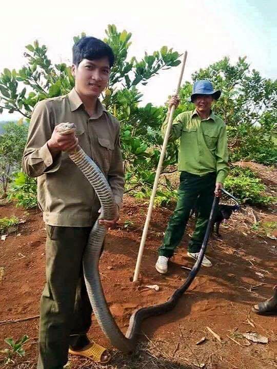 ពស់វែកដំបូក ទំងន់ជាង ១០ kg ចាប់បានក្នុងចំការកៅសូ៊ 2.jpg