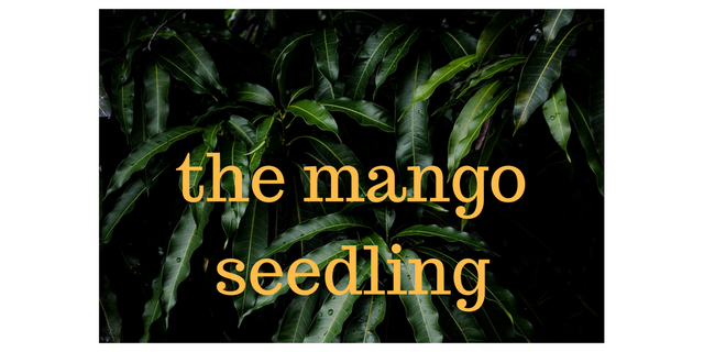 the mango seedling.png