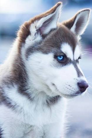 most beautiful husky in the world