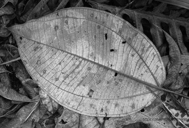 a_leaf03BW.jpg