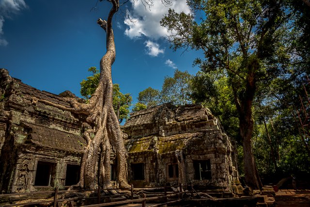 Ta Prohm 12.jpg