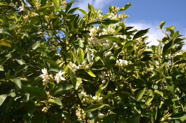 la-mejor-naranja-campo-limones-11-1024x682.jpg