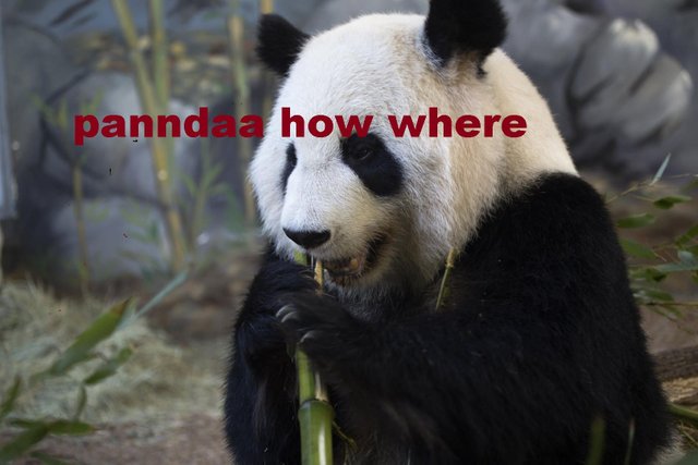 panda_lunlun_ZA_2322.jpg