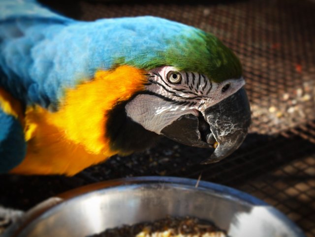 HUngry macaws.jpg