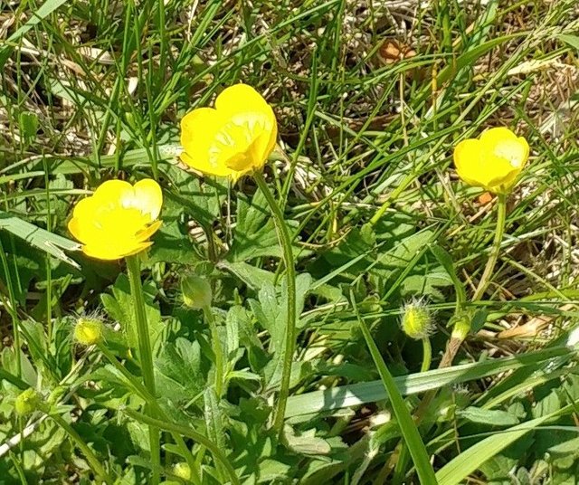 lakeview15buttercups.jpg