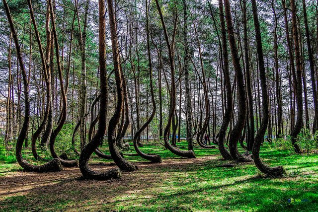crooked-forest.jpg