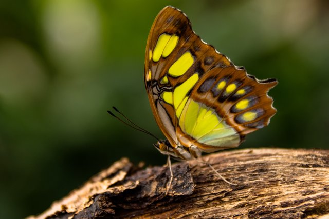 Butterfly House Botanic Gardens - by Steve J Huggett.jpg