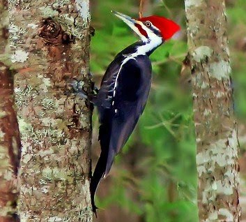 Pileated woodpecker Dryocopus pileatus.jpg