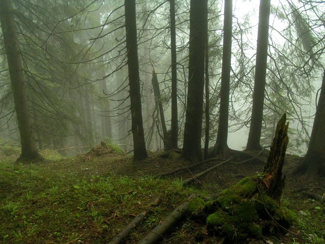 fog-1-1537267.jpg
