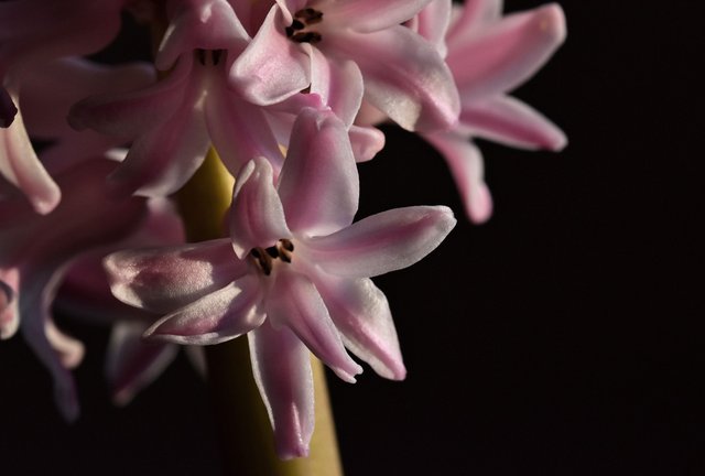hyacinth pink flower 1.jpg