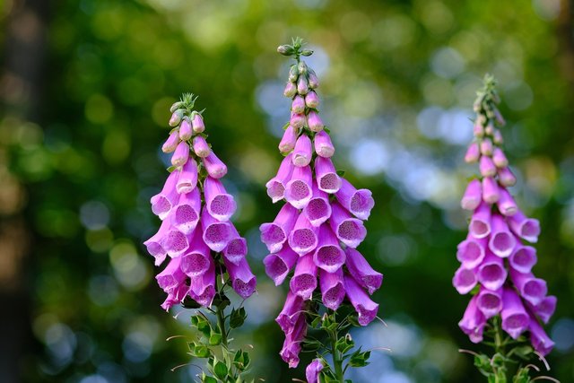 common-foxglove-2400621_1280.jpg