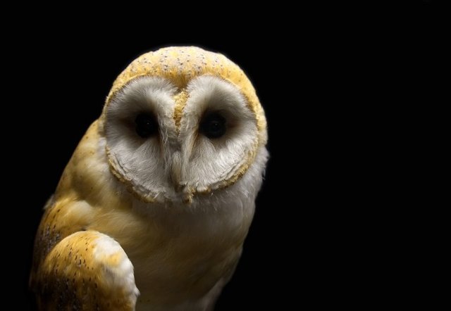 artist aitoff on pixabay - owl-2655104_960_720.jpg