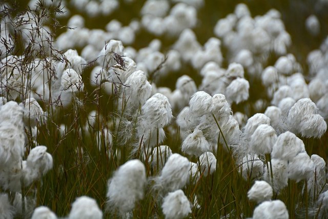 cottongrass-1594705_960_720.jpg