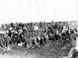 Children_are_digging_up_frozen_potatoes_in_the_field_of_a_collective_farm._Udachne_village,_Donec’k_oblast._1933.jpg