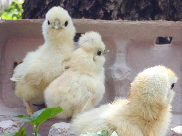 Silkie Baby Chicks on the Daddykirbs Farm