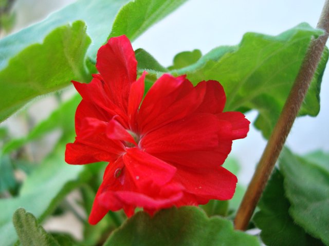 flor 51.JPG