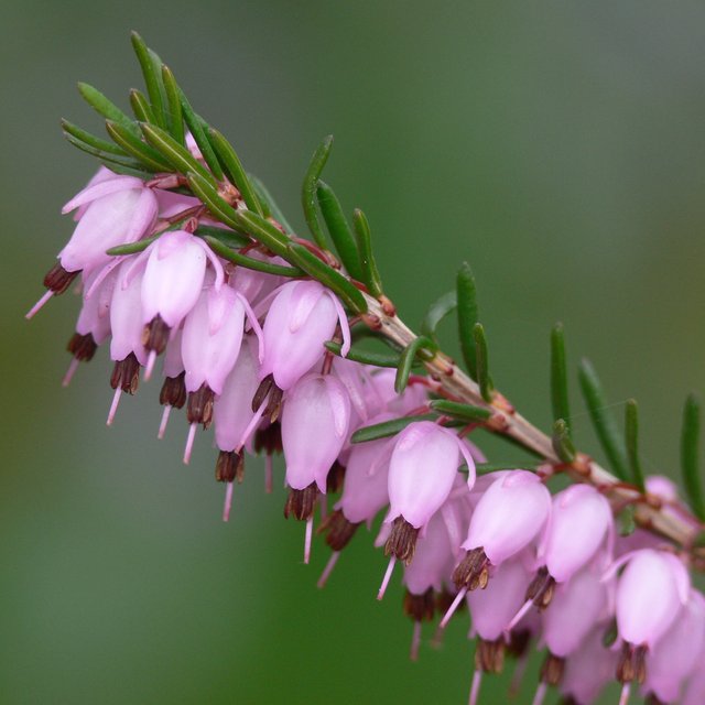 Erica_carnea_IP0803009.jpg