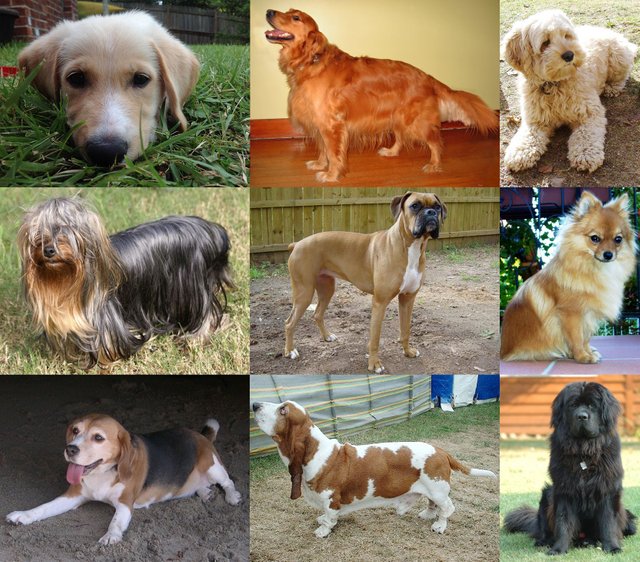 Collage_of_Nine_Dogs.jpg