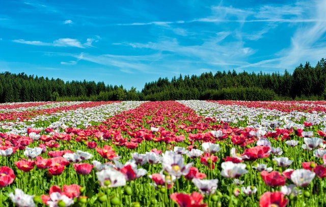 poppy-field-of-poppies-flower-flowers-80453.jpeg