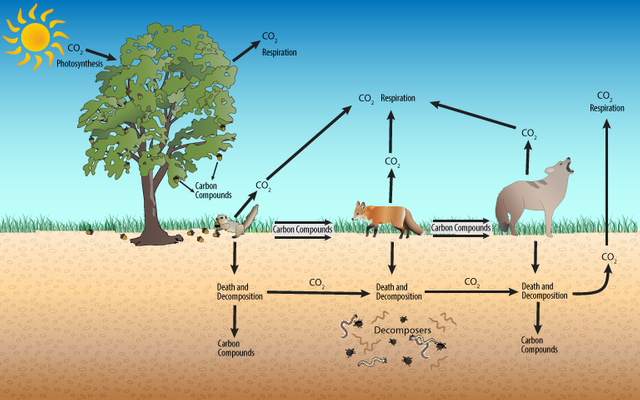 carbon-cycle.png