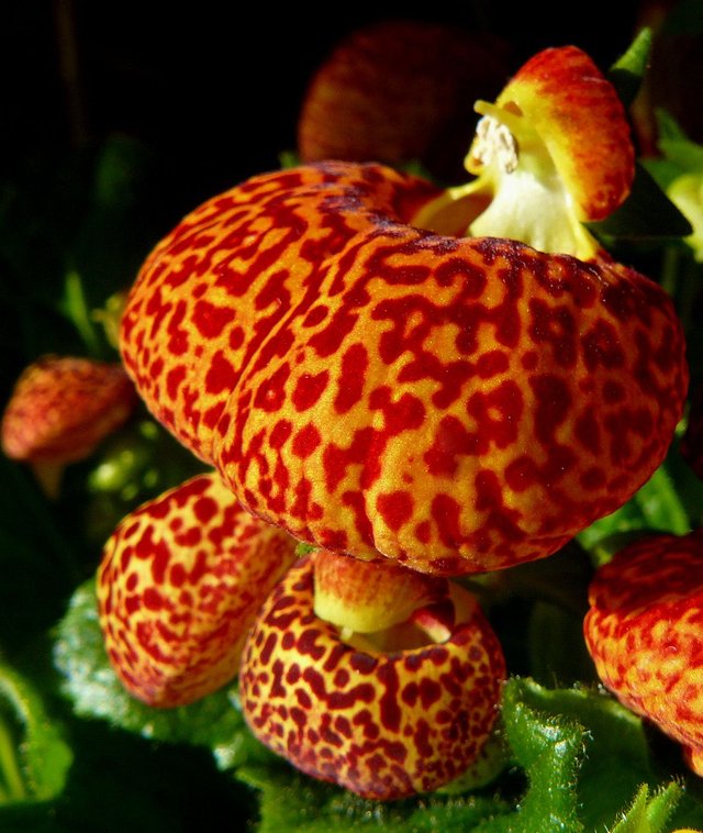 Calceolaria 3.jpg